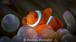 Clown and Baloons by Andrea Pirondini 